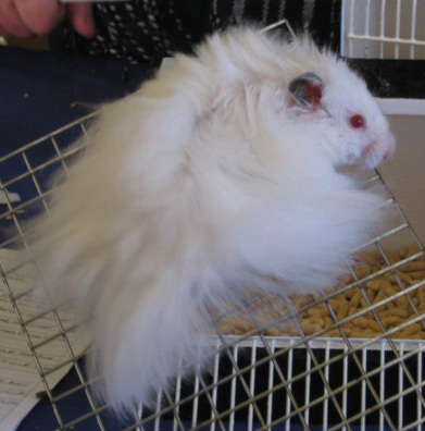 albino teddy bear hamster